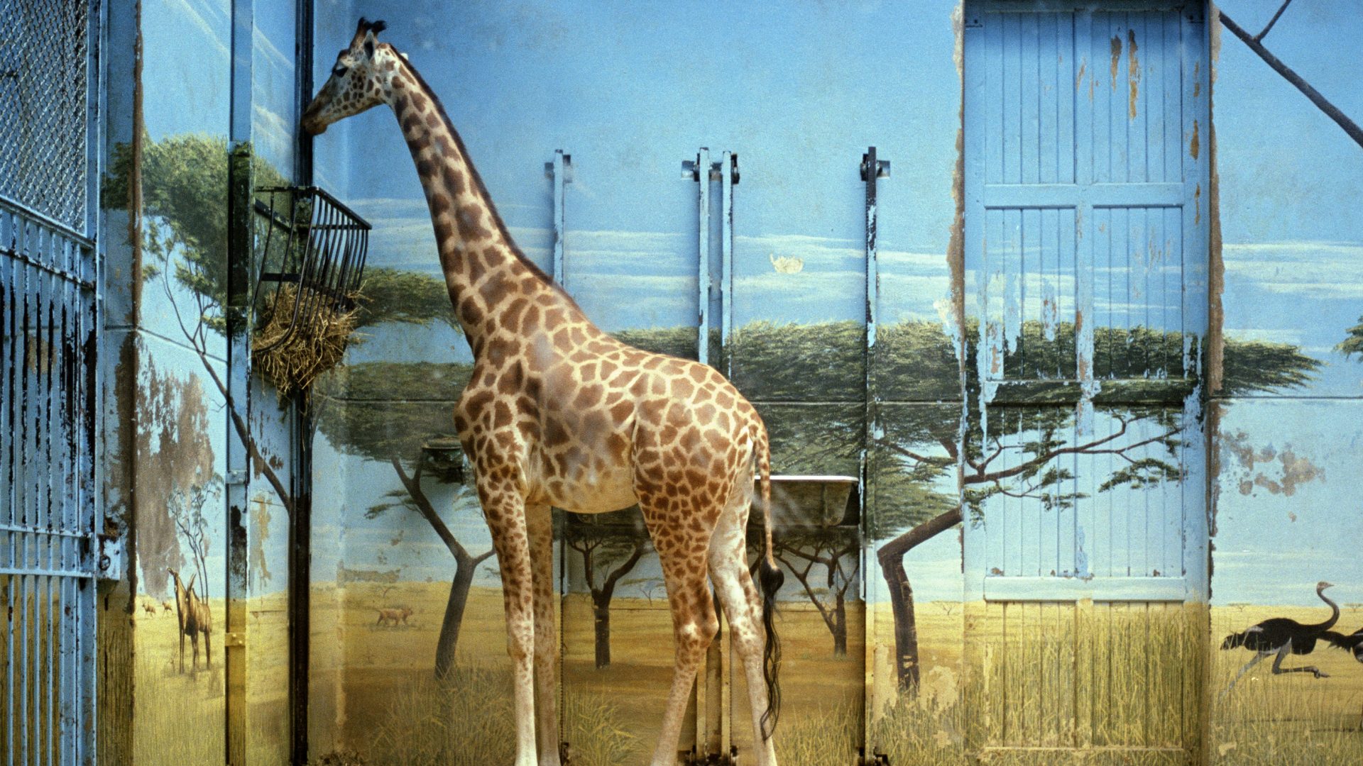 Candida Höfer, Zoologischer Garten Paris II, 1997, (c) Candida Höfer Bildrecht Wien 2017